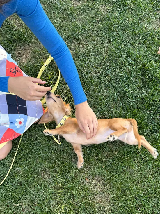 Dog Stud Collar Butter Women Pet Lisa Says Gah