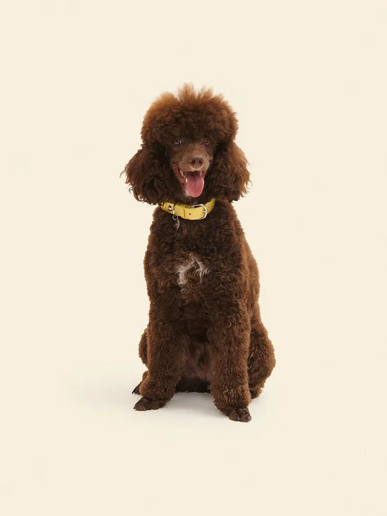 Dog Stud Collar Butter Women Pet Lisa Says Gah