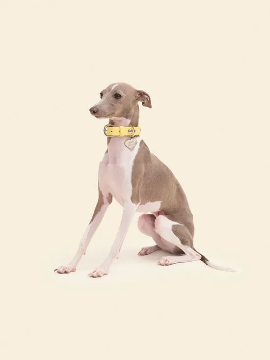 Dog Stud Collar Butter Women Pet Lisa Says Gah