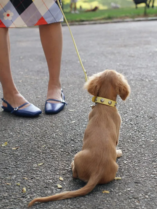 Dog Stud Collar Butter Women Pet Lisa Says Gah