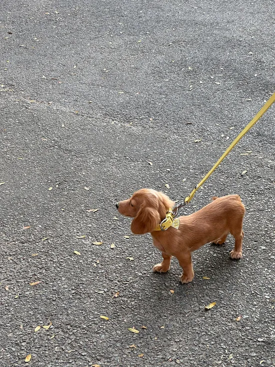 Dog Stud Collar Butter Women Pet Lisa Says Gah